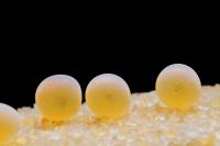 Truite - Ovules fécondés (oeufs)